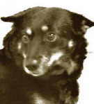 Susy (Nicoles Hund)